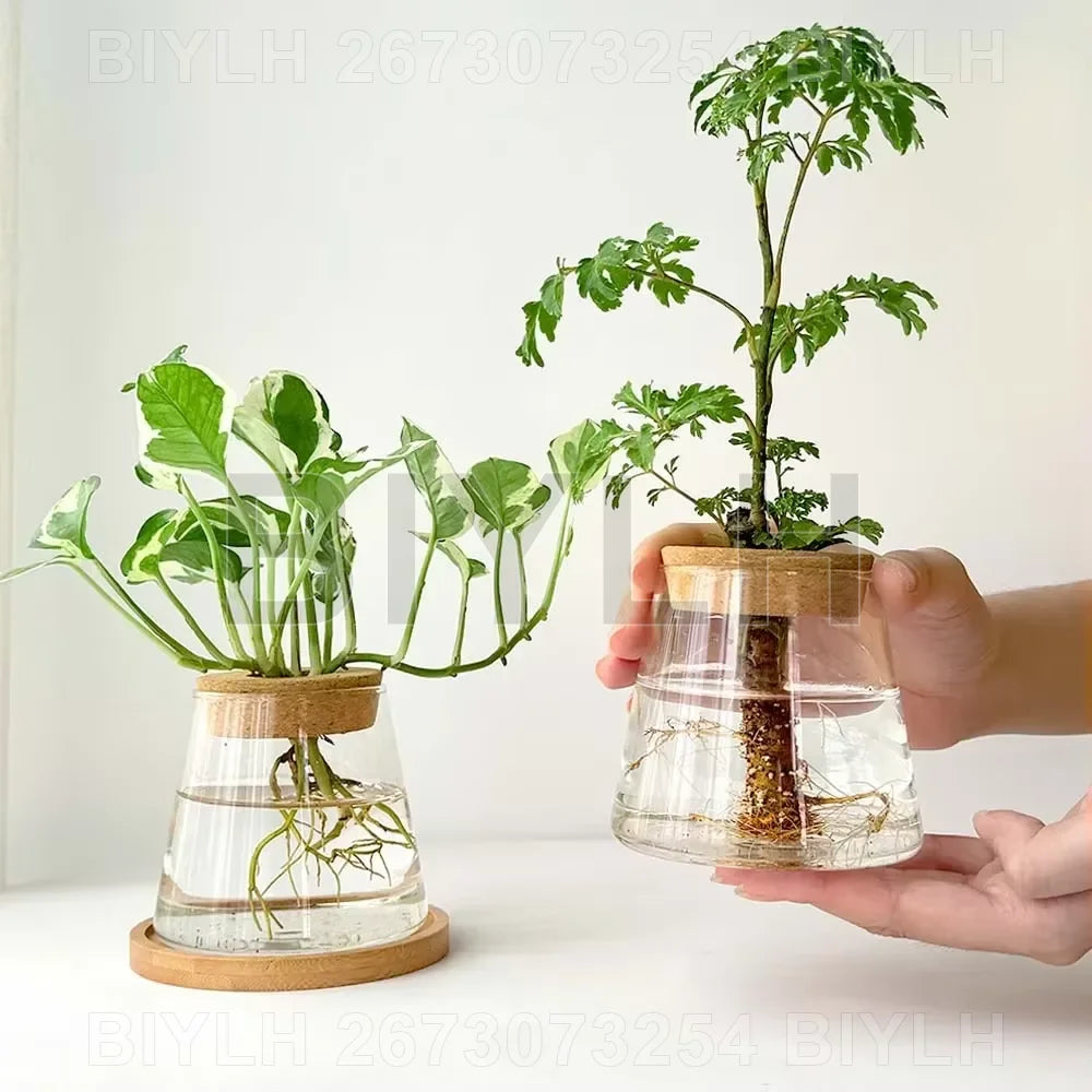 2/1 Pcs Hydroponic Plants Glass Flower Pots Home Decoration Transparent Small Vase Plant Pots With Base Tray Garden Accessories